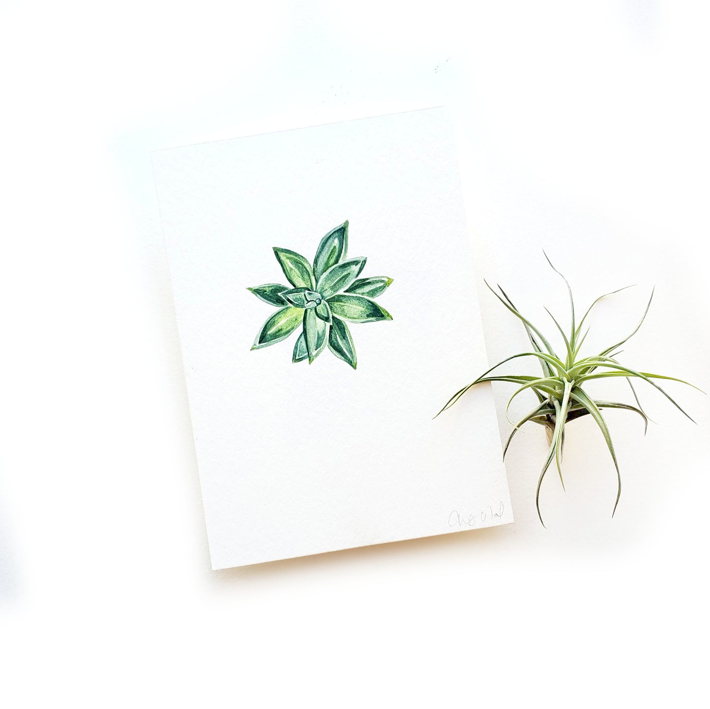 Succulent #1 Original Watercolor