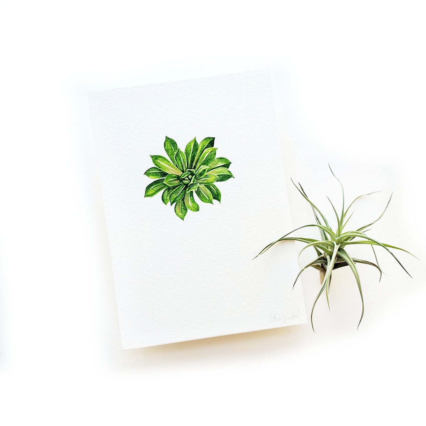 Succulent #2 Original Watercolor