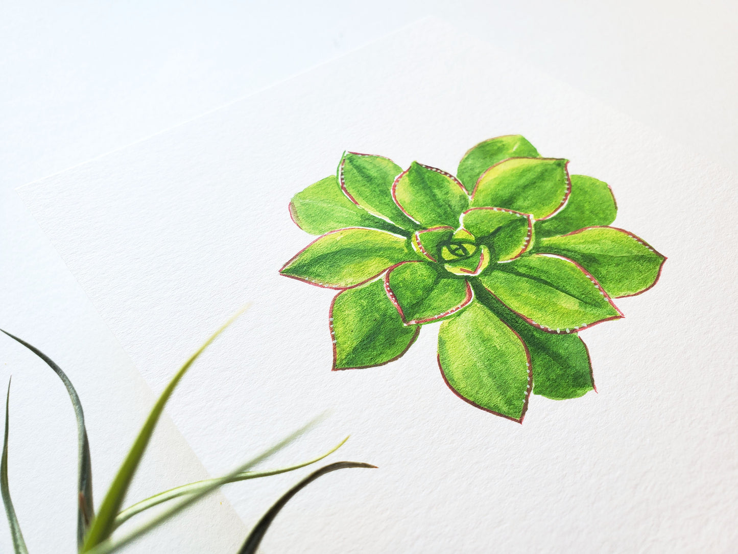 Succulent #3 Original Watercolor