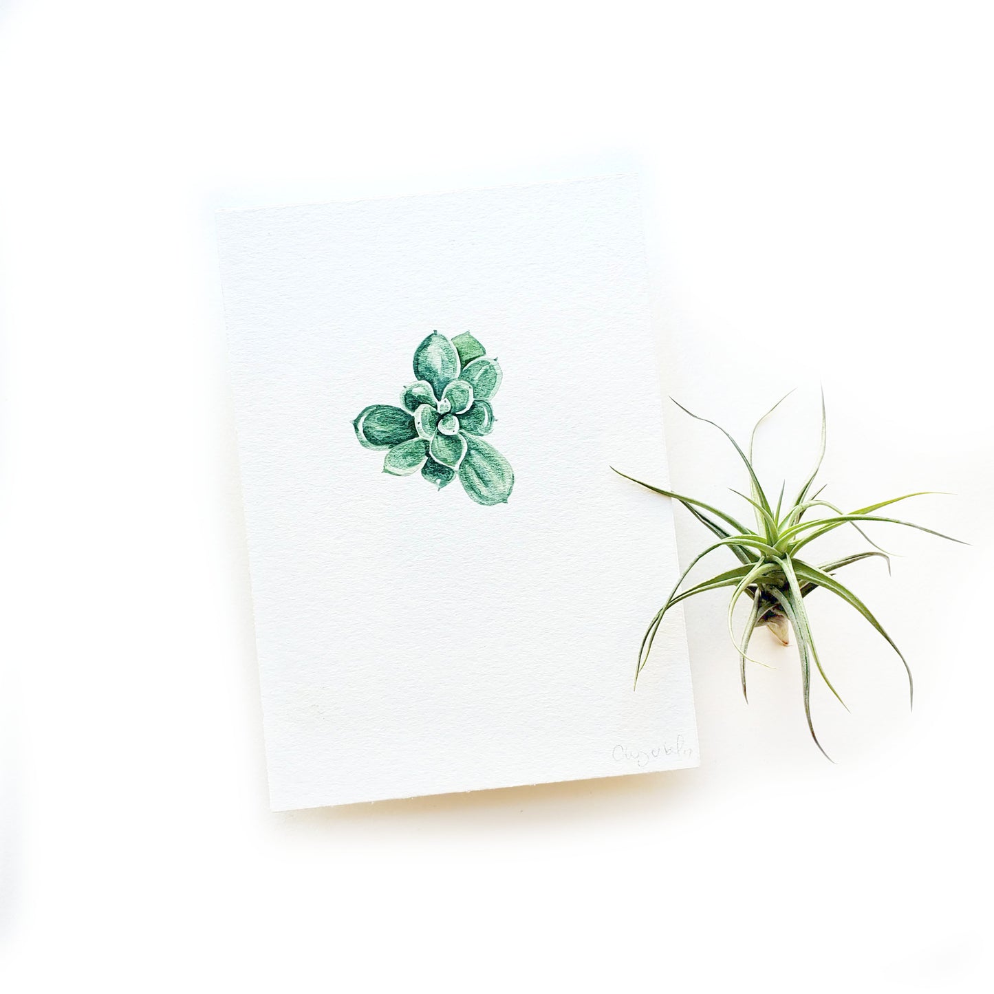 Succulent #4 Original Watercolor