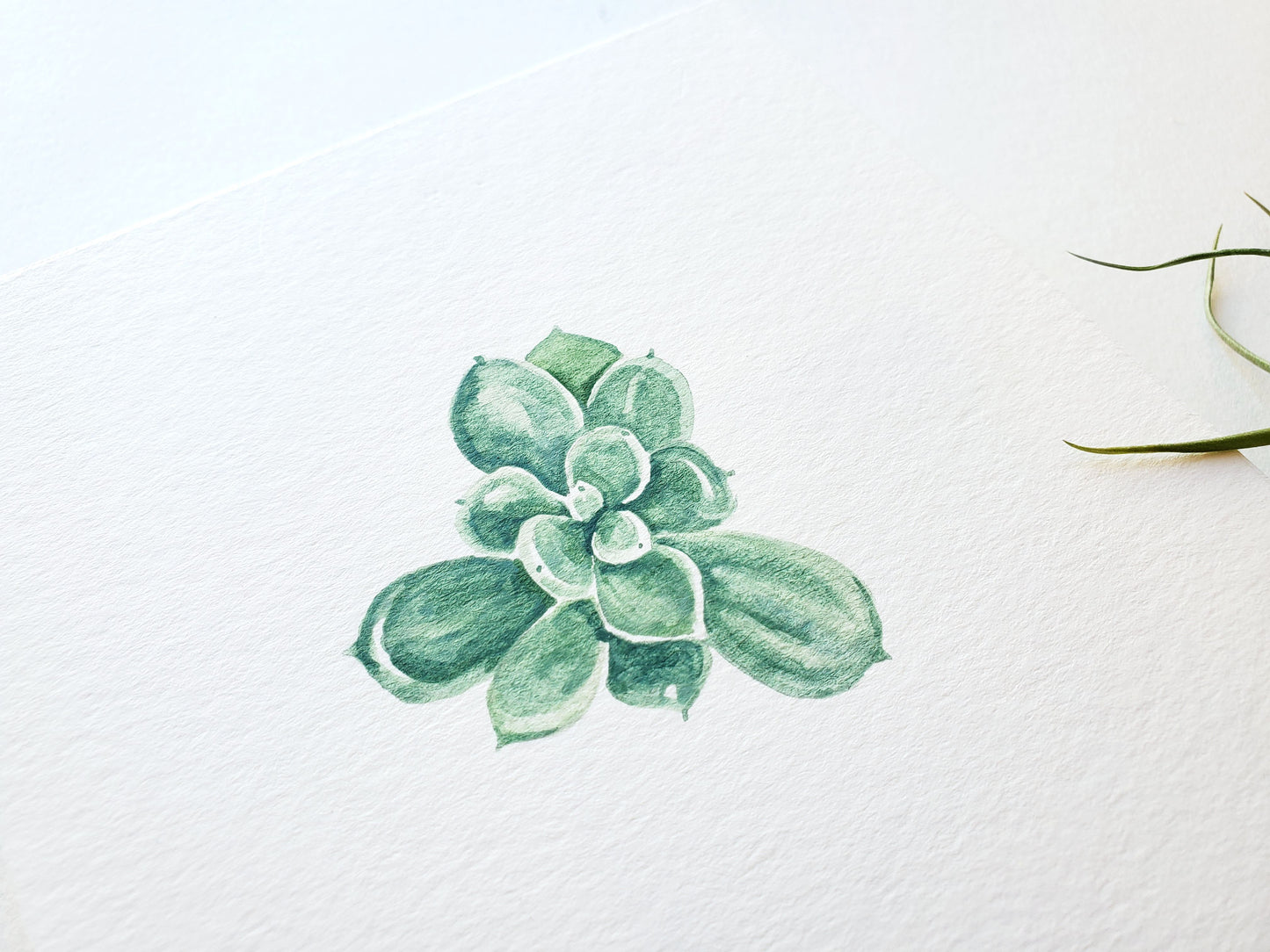 Succulent #4 Original Watercolor