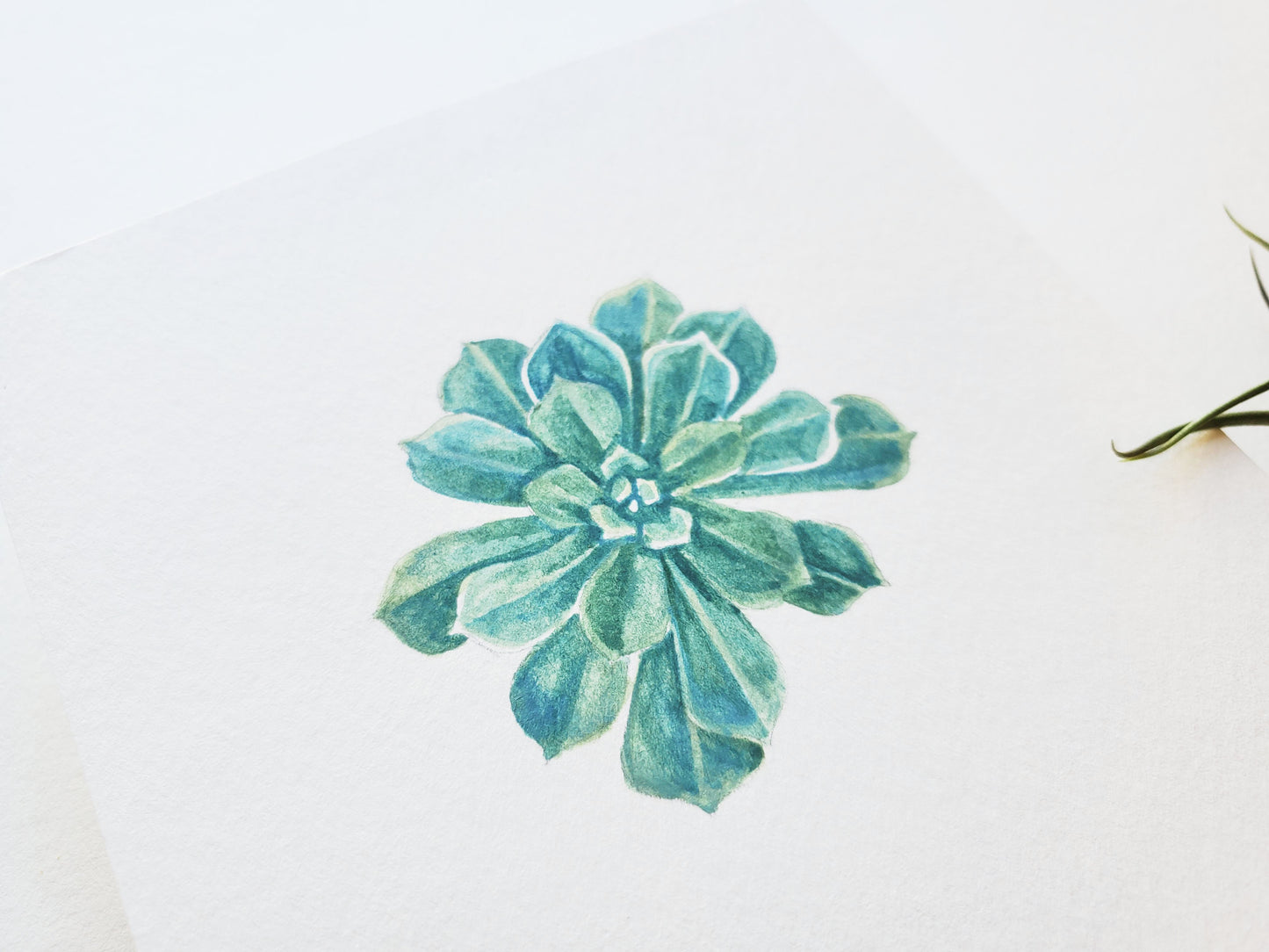Succulent #5 Original Watercolor