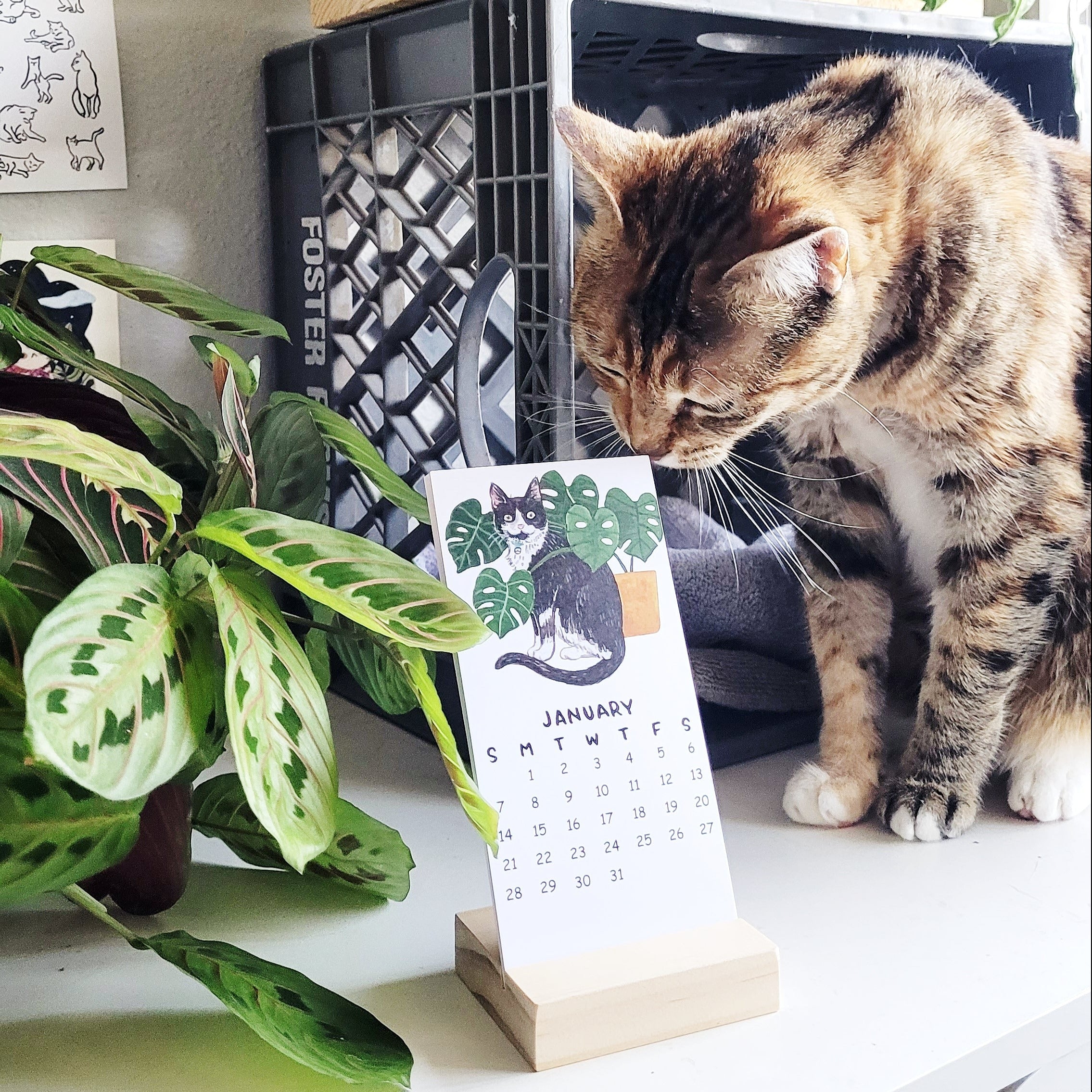 2024 Cats Plants Watercolor Desk Calendar Cat Lady Gift Sketchy   20230808 125117 