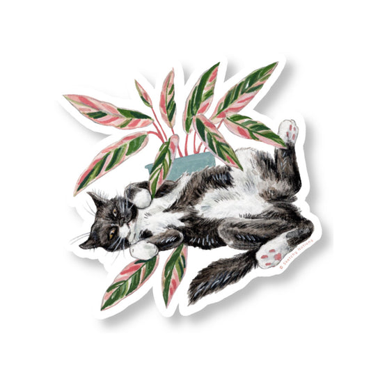 Cat and Plant Sticker 20 - Tuxedo with Stromanthe Triostar