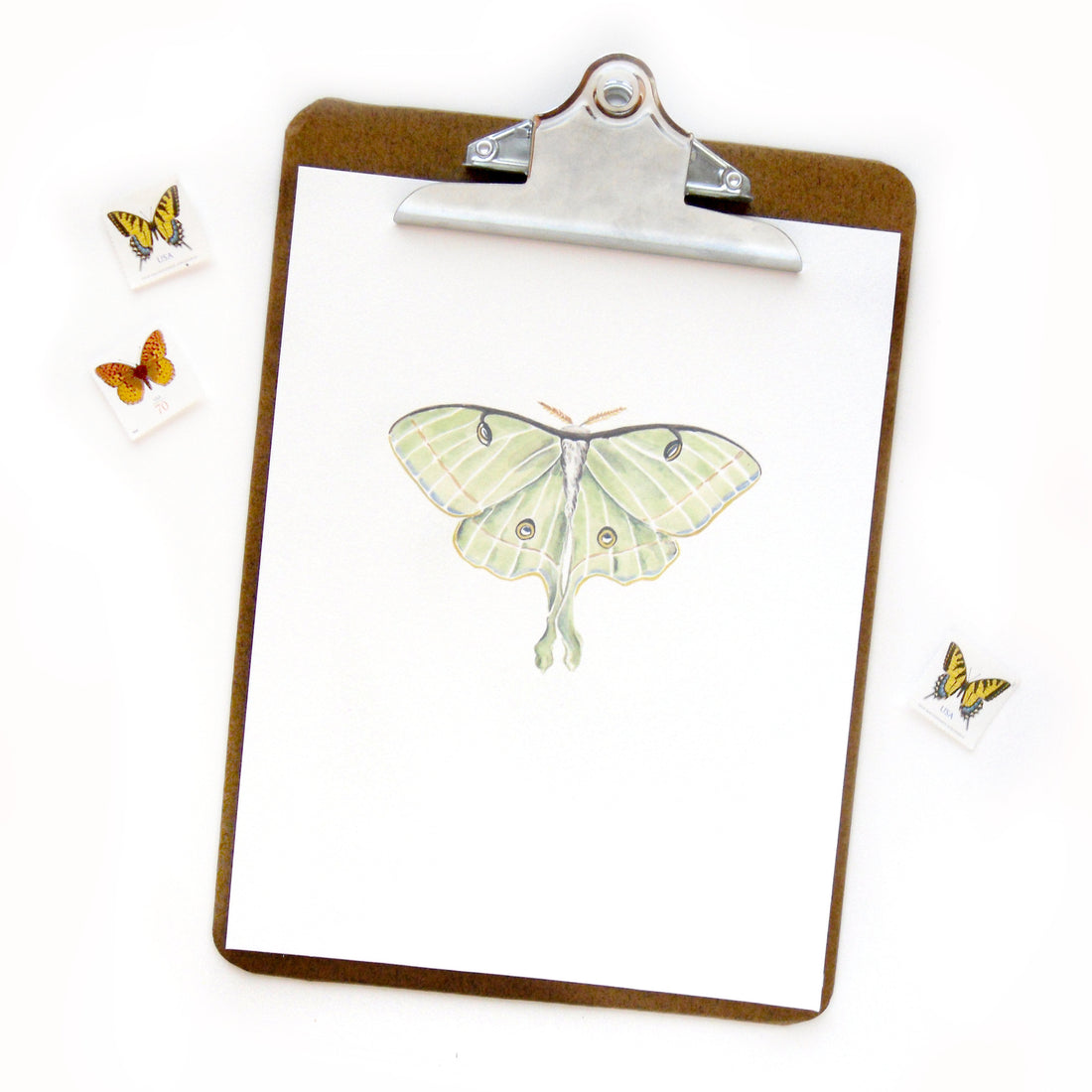 Luna Moth Watercolor Print – Sketchy Notions