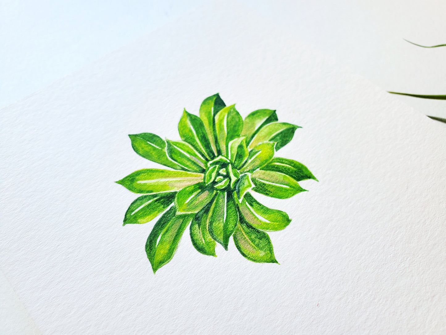 Succulent #2 Original Watercolor