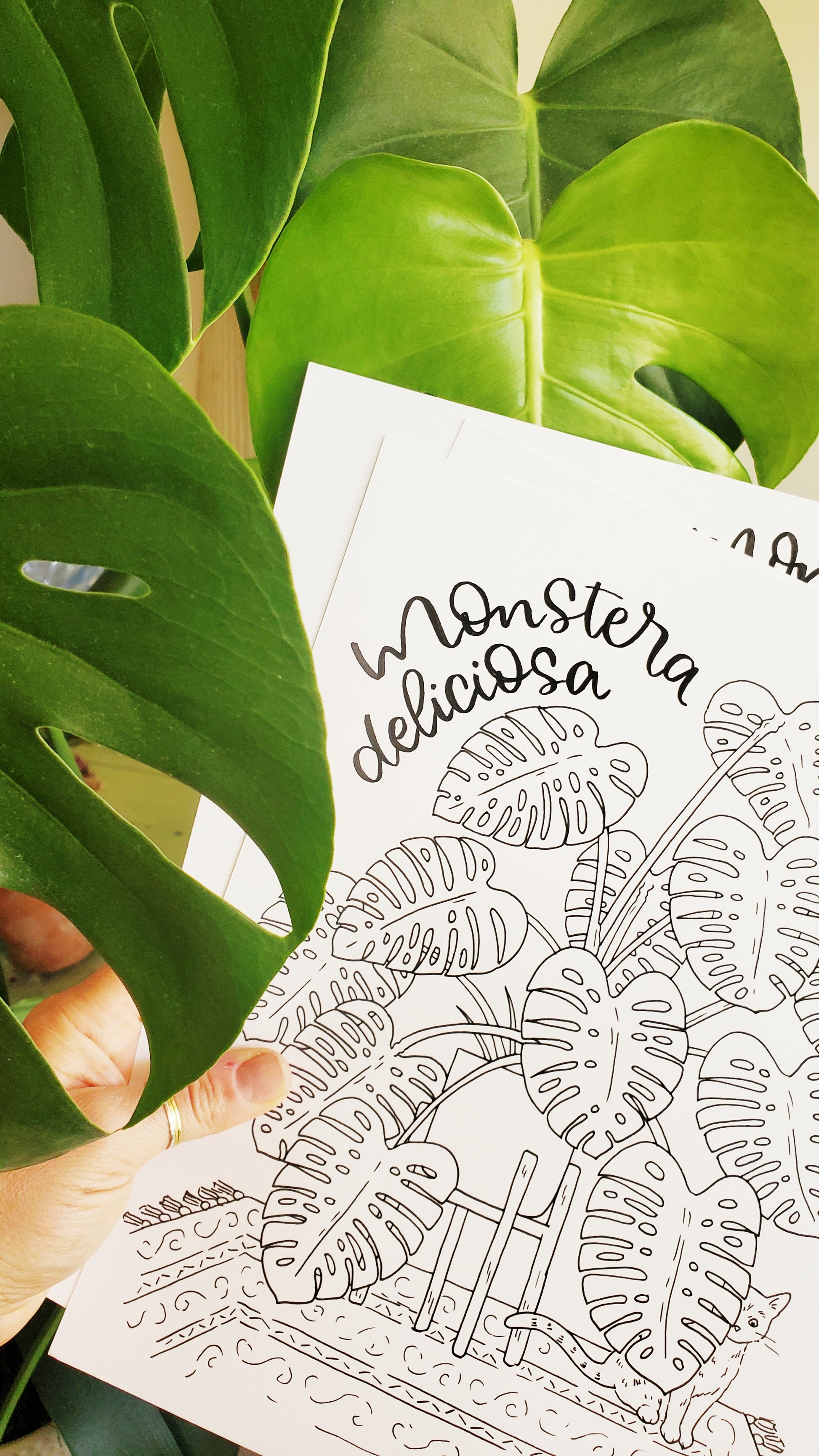 monstera coloring Monstera Coloring Pages – Sketchy Notions